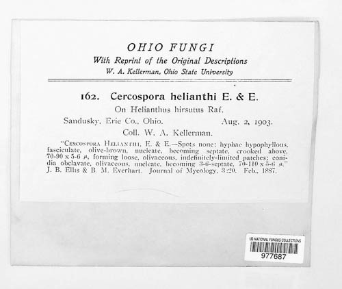 Passalora helianthi image
